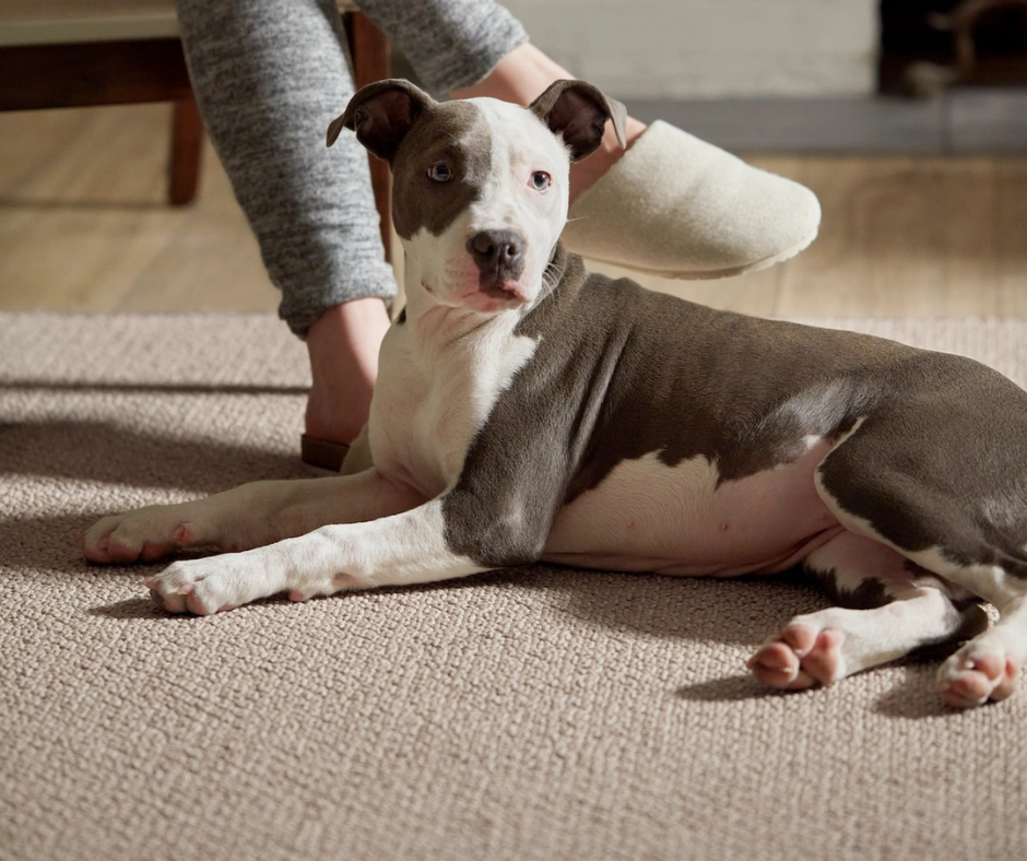 dog on floor with family behind