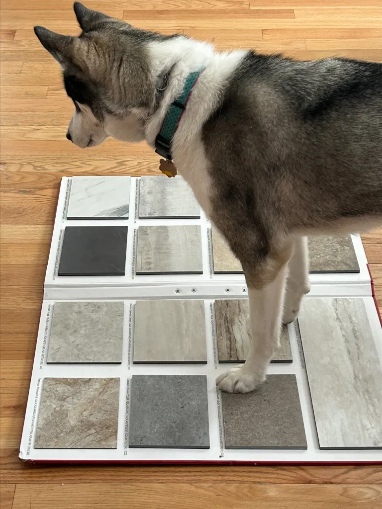 A dog looking at the floor